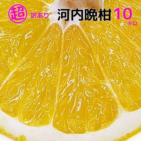 河内晩柑10キ超訳あり河内晩柑 10キロ 不揃い愛媛西宇和 和製グレープフルーツ
