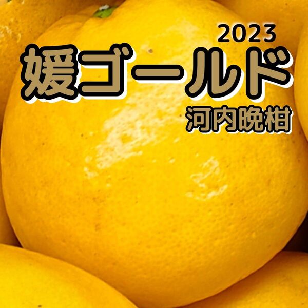 愛媛西宇和産 媛ゴールド(河内晩柑)箱込 5キロ