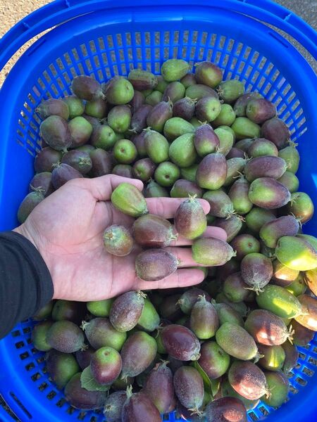 摘果りんご 5キロ