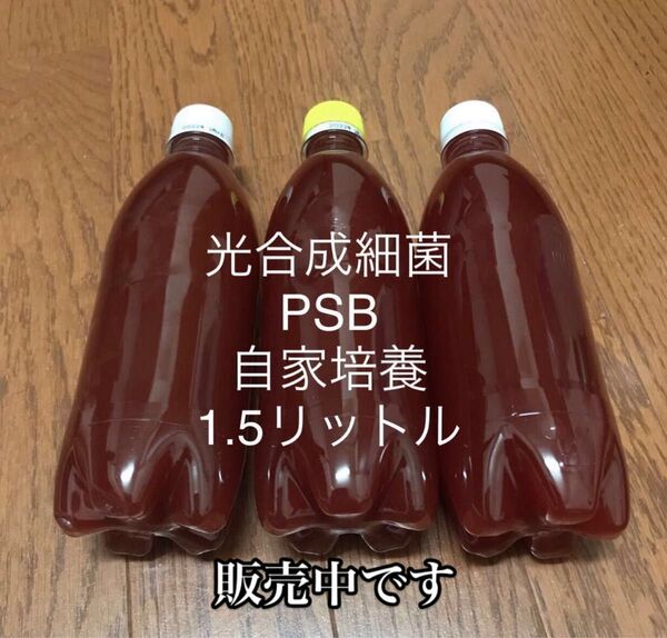 光合成細菌 PSB 1.5リットル(500ml×3)自家培養