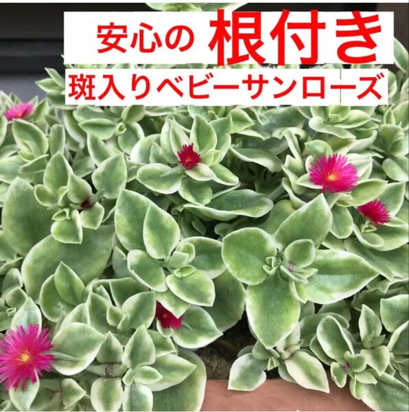 ②1よく増える安心の根付き☆斑入り☆ベビーサンローズ初心者向き☆