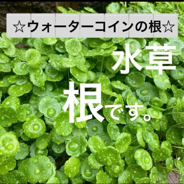 S☆根から直ぐに育つ☆ウォーターコイン・ウォーターマッシュルームの根☆激安☆