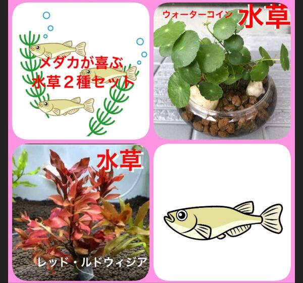 N1☆メダカの遊び場☆水草2種☆ウォーターコイン☆レッドルドウィジア☆