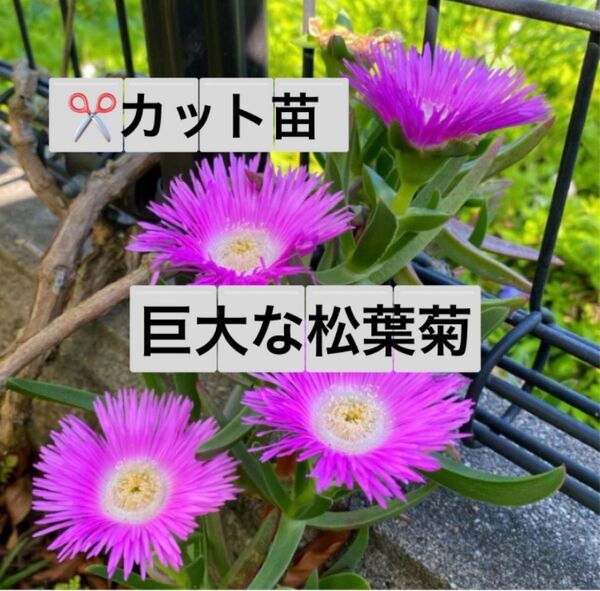 15A☆ズボラな園芸☆ジャンボ☆松葉菊☆カット苗☆マツバギク☆