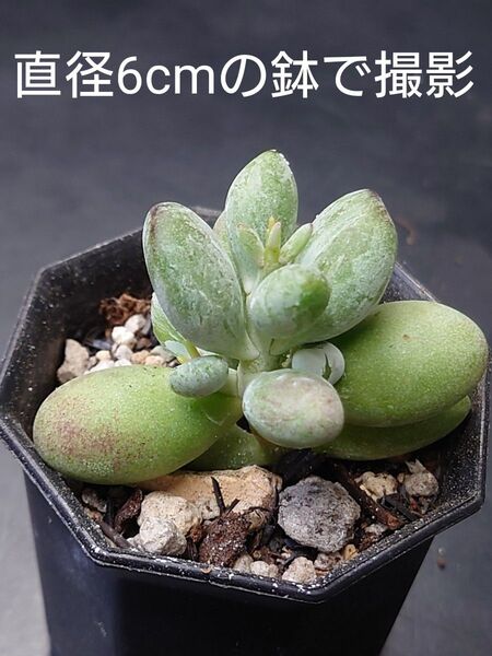 多肉植物 福娘錦