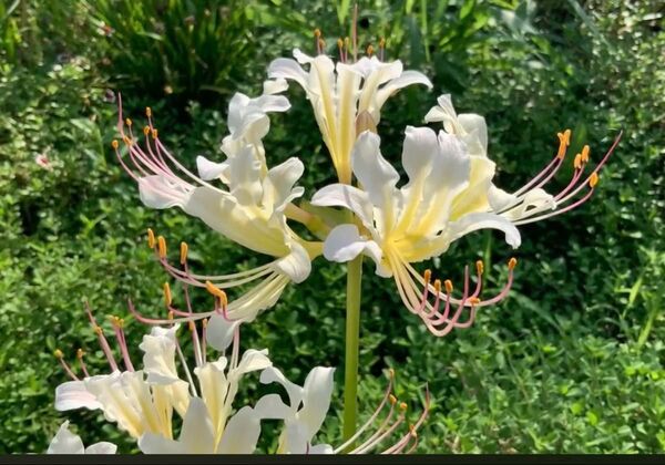早咲き白花曼珠沙華五球