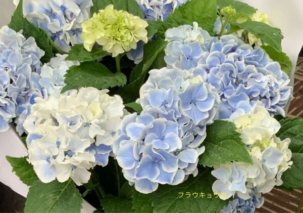 紫陽花挿し穂二本