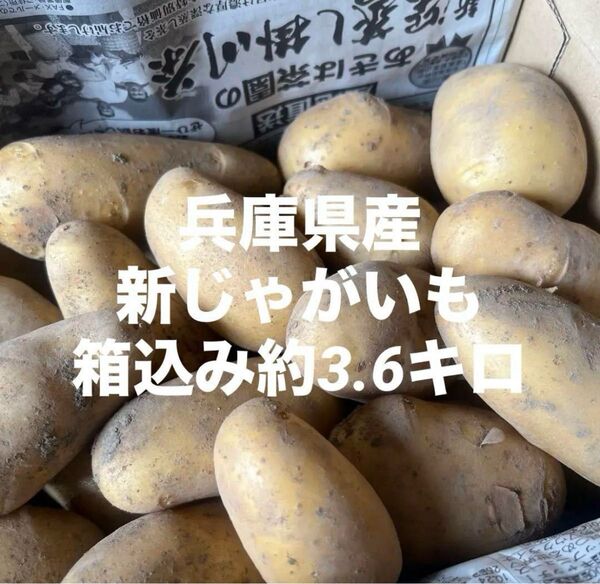 兵庫県産新じゃがいも