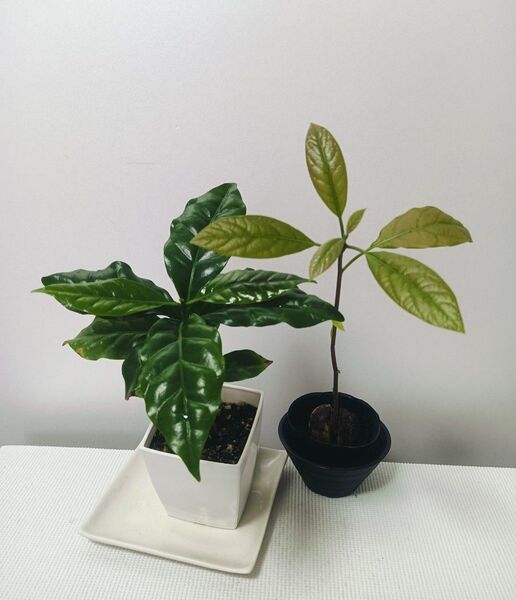 【観葉植物 2種】抜き苗