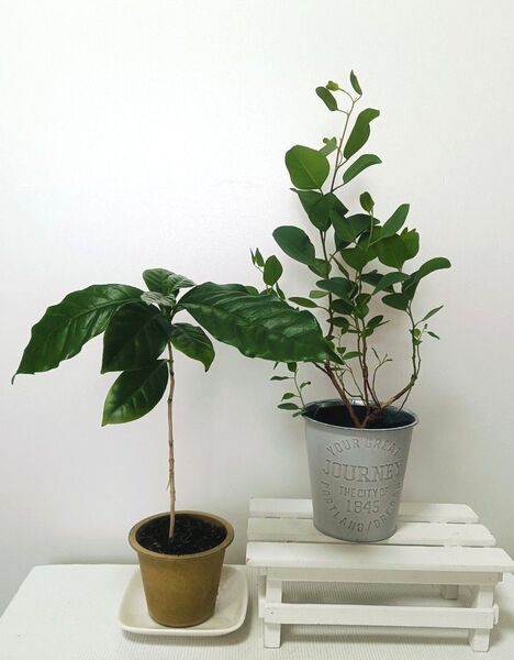 【観葉植物 2種】抜き苗