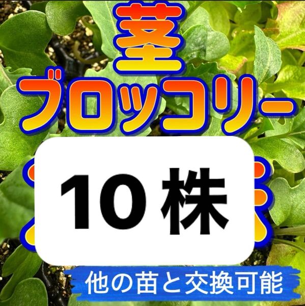 茎ブロッコリー×10無農薬 他の苗と交換可能
