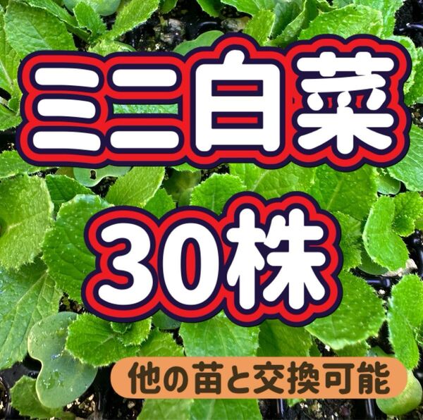 ミニ白菜 ×30 無農薬 他の苗と交換可能