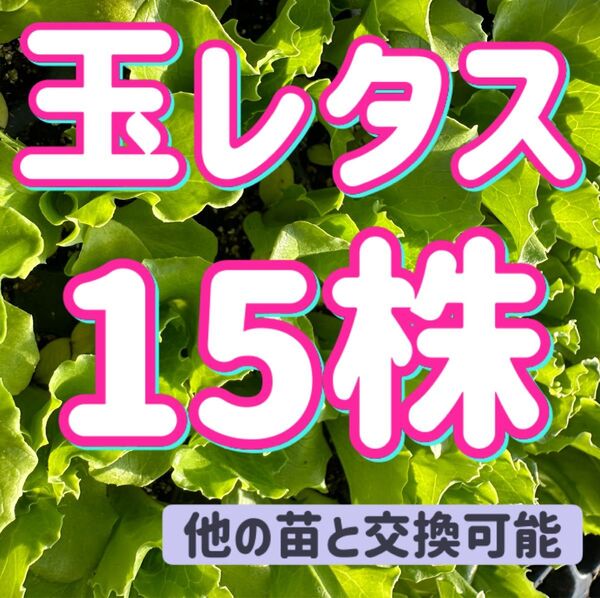 玉レタス×15無農薬 他の苗と交換可能