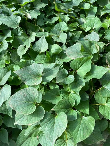 茨城県産さつまいも サツマイモ 紅はるか ベニハルカ 10+2 ウイルスフリー苗 春のガーデニング