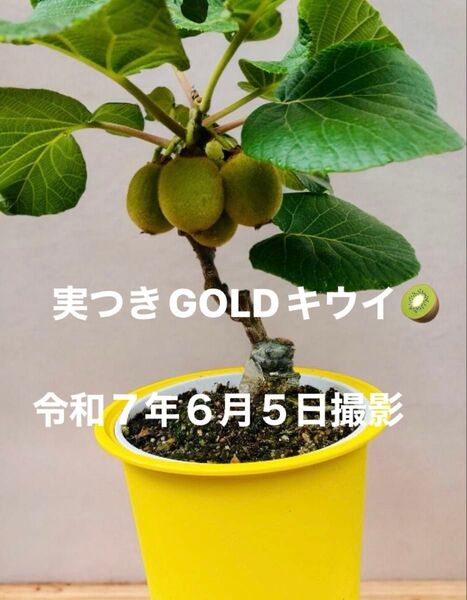 ゴールデンキウイフルーツ鉢植え【実つき】早い者勝ち 【オス受粉用花粉付き】