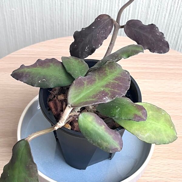 Hoya ホヤ ワイマニアエ 鉢ごと