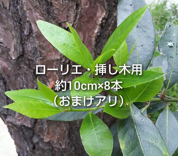 ローリエ ローレル 月桂樹 挿し木用 約10cm×8本 おまけアリ ゆうパケットポスト発送 ハーブ 料理 虫除け スワッグなどに