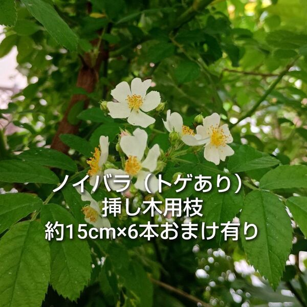 トゲあり ノイバラ 挿し木用枝 約15cm×6本 おまけ有り ゆうパケットポスト 台木用などに 園芸 ガーデニング