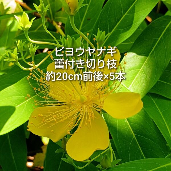 ビヨウヤナギ 美容柳 蕾付き切り枝 20cm前後×5本 ゆうパケットポスト 茶花 切花