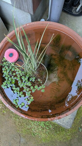 セキショウ マツモ アマゾンフラッグピット 水質浄化 水草 無農薬 メダカ ビオトープ 熱帯魚 アクアリウム水草セット