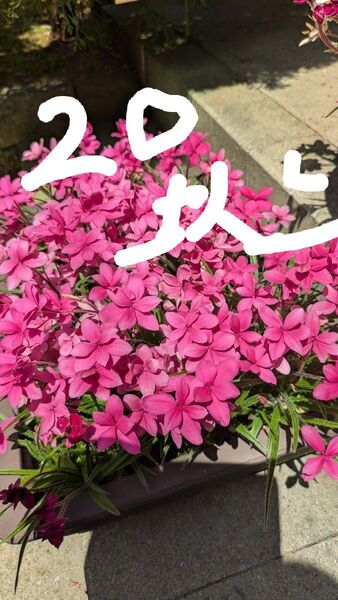 山野草 アッツザクラ アッツ桜 20球根以上 抜き苗