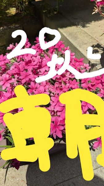 山野草 アッツザクラ アッツ桜 20球根以上 抜き苗 ★★ 2セット