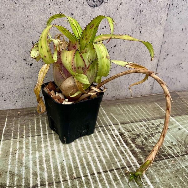 タンクブロメリア ネオレゲリア『pendula variegata』子株付き