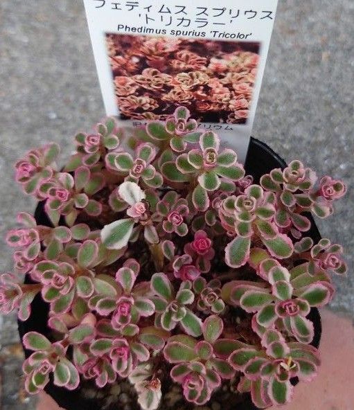 トリカラー セダム フェディムス スプリウス カット苗 多肉植物