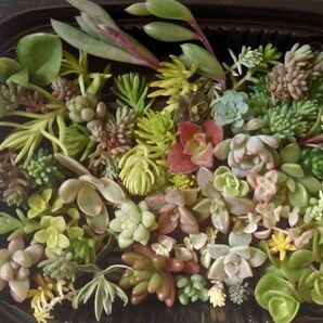梅雨まで限定価格です☆セダム 多肉植物 カット苗 寄せ植えセット35種以上