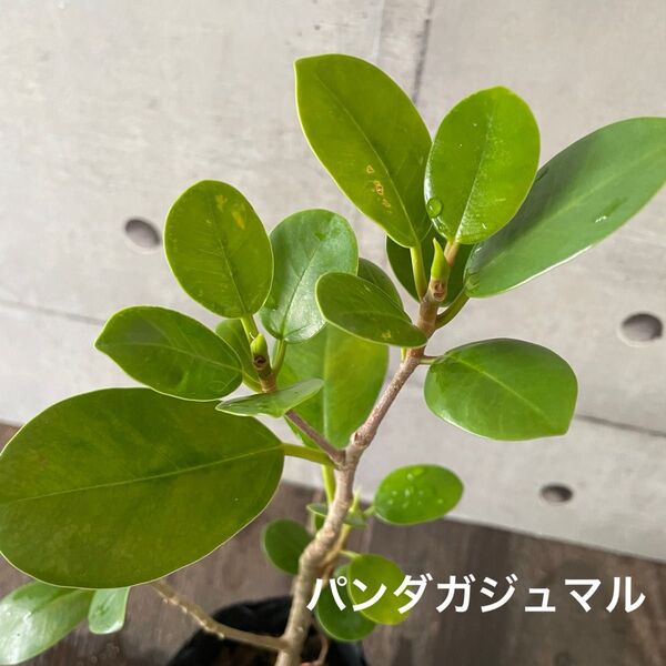 パンダガジュマル 気根有 さし木苗 【ポット発送】