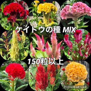 ケイトウの種ミックス