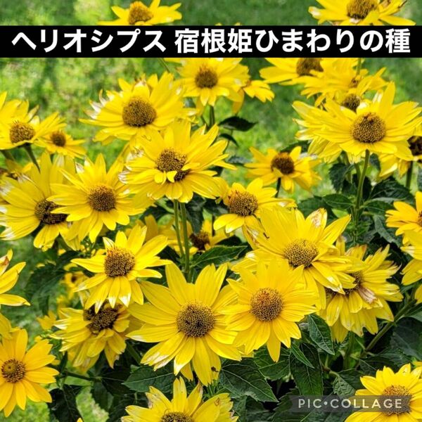 ヘリオシプス 宿根姫ひまわりの種