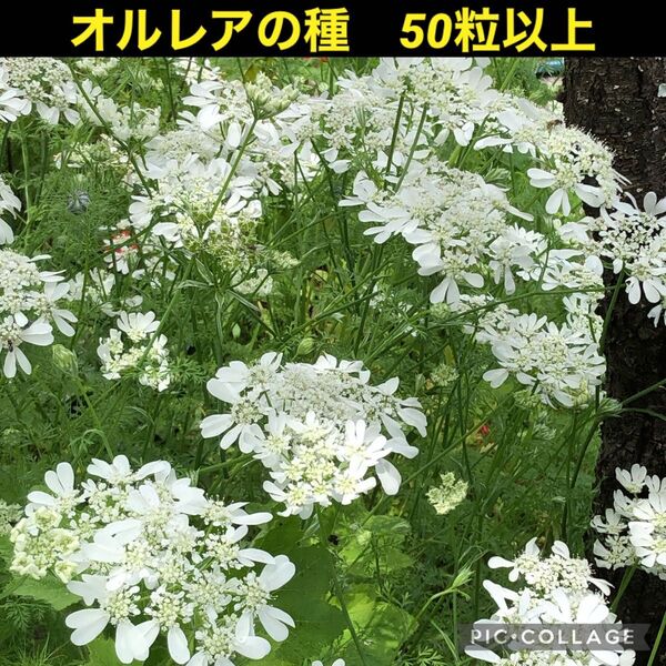 オルラヤ ホワイトレース 花の種