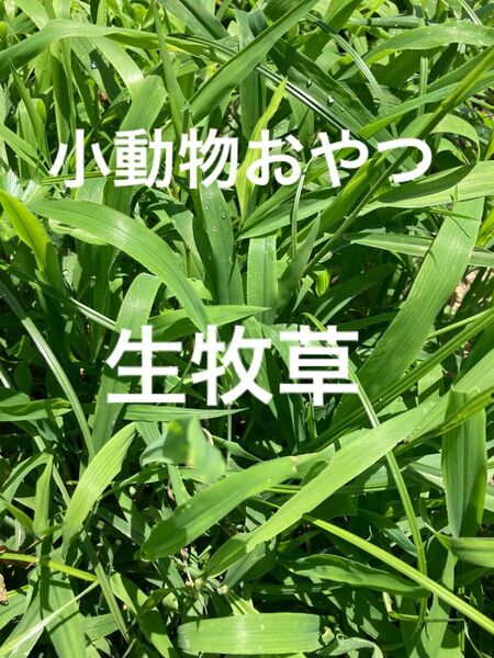 小動物おやつ 生牧草