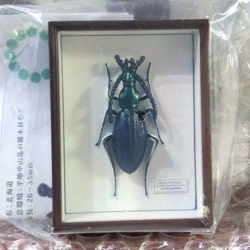 STC ドイツ箱 マグネットコレクション4 オオルリオサムシ オサムシ フィギュア ミニチュア レプリカ マグネット 昆虫