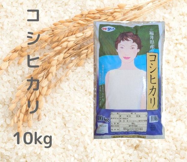 コシヒカリ 福井県産 10kg×1袋 令和6年産 白米 精米5月中旬 単一原料米