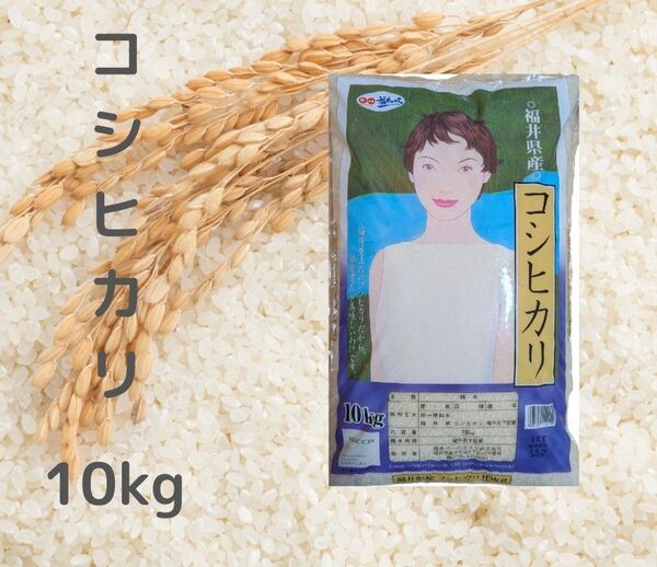 コシヒカリ 福井県産 10kg×1袋 令和6年産 白米 精米5月中旬 単一原料米