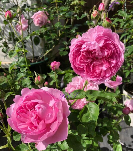 バラ苗 薔薇 挿し木苗 ER廃盤品種