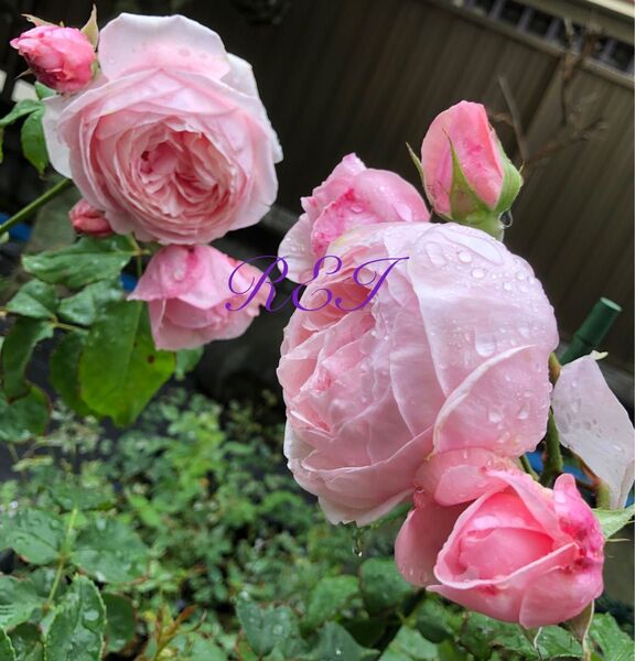 バラ苗 薔薇 挿し木苗