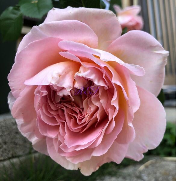 バラ苗 薔薇 挿し木苗 ER廃盤品種