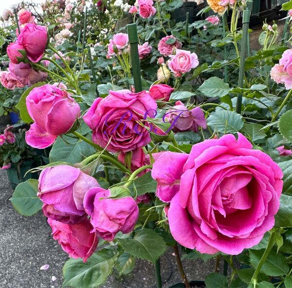 バラ苗 薔薇 挿し木苗