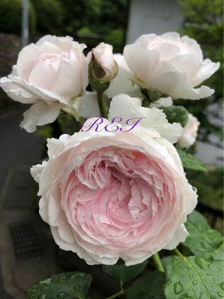 バラ苗 薔薇 挿し木苗