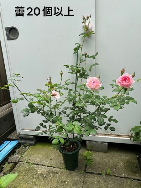 バラ 薔薇 挿し木苗 蕾付き