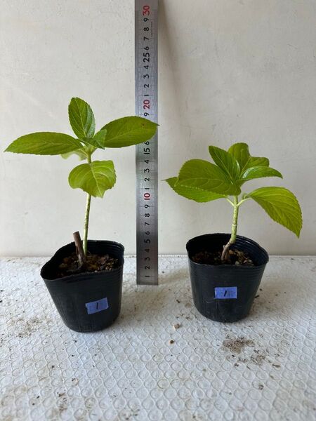 アジサイ 紫陽花 あじさい 挿し木 2苗セット