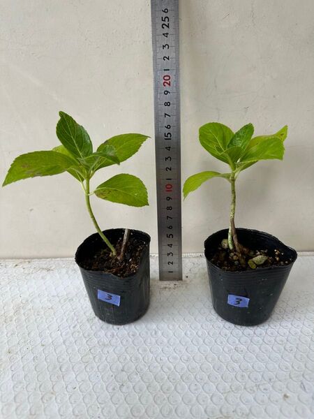 アジサイ 紫陽花 あじさい 挿し木 2苗セット 3