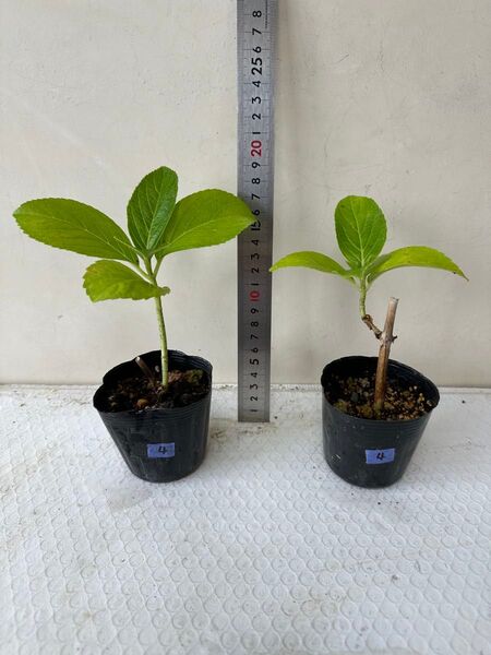 アジサイ 紫陽花 あじさい 挿し木 2苗セット 4