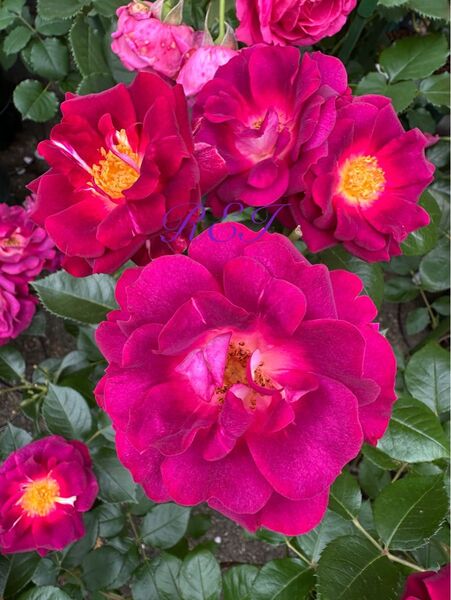 バラ苗 薔薇 挿し木苗