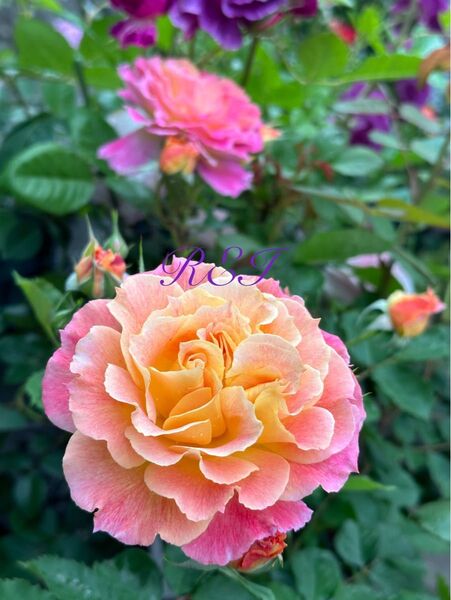 バラ苗 薔薇 挿し木苗