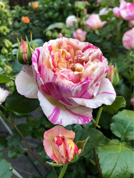 バラ苗 薔薇 挿し木苗