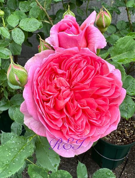 バラ苗 薔薇 挿し木苗 ER廃盤品種